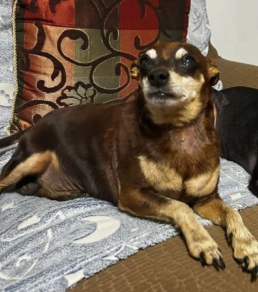 Regalo Pincher Maschio  | Foto 0