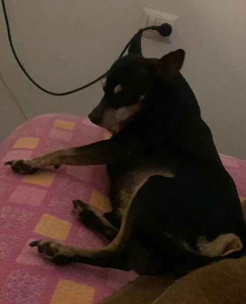 Regalo Pincher Maschio 