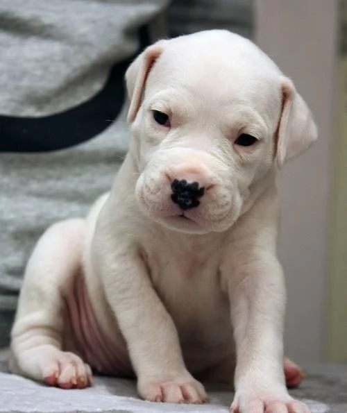 Splendidi cuccioli di Dogo Argentino