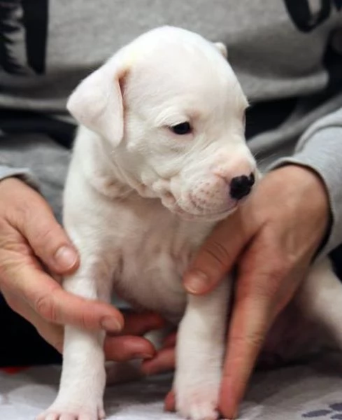 Splendidi cuccioli di Dogo Argentino | Foto 0