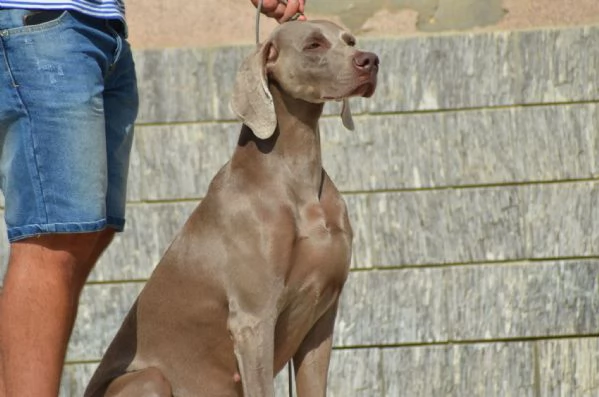 Cuccioli di Weimaraner  | Foto 0