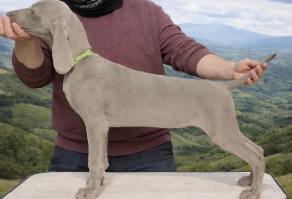 Cuccioli di Weimaraner 