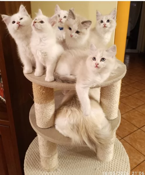 Disponibili cuccioli di Razza Ragdoll con pedigree Tel hidden