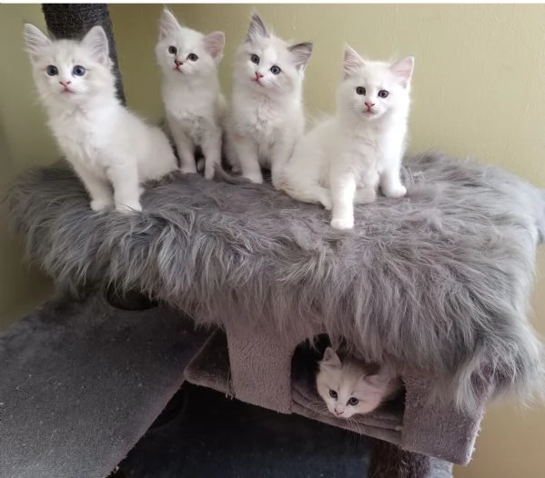 Disponibili cuccioli di Razza Ragdoll con pedigree Tel hidden | Foto 4