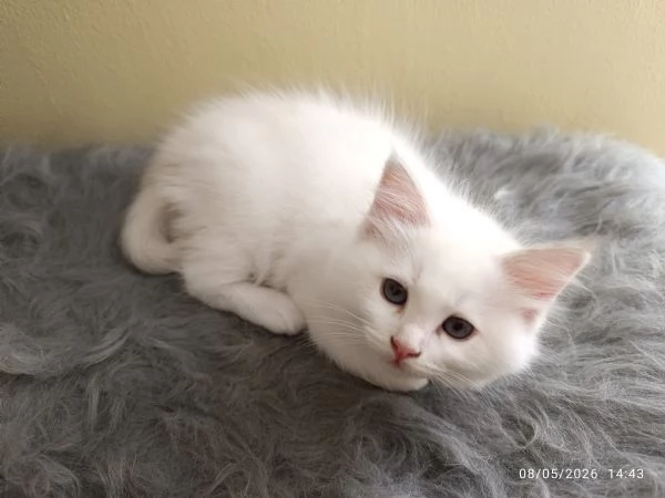 Disponibili cuccioli di Razza Ragdoll con pedigree Tel hidden | Foto 3
