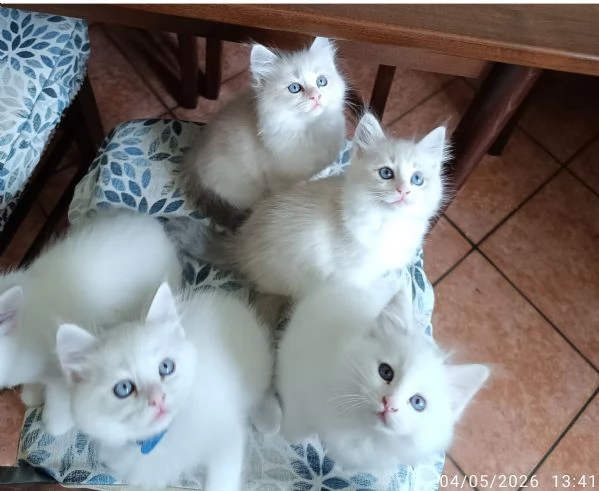 Disponibili cuccioli di Razza Ragdoll con pedigree Tel hidden | Foto 2