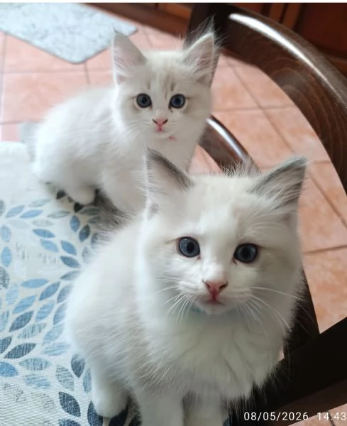 Disponibili cuccioli di Razza Ragdoll con pedigree Tel hidden | Foto 1
