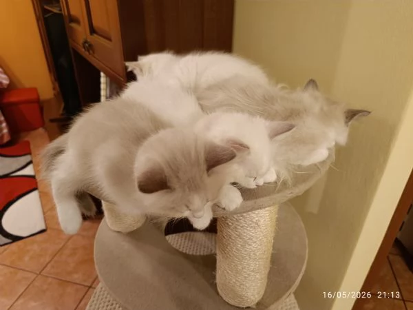 Disponibili cuccioli di Razza Ragdoll con pedigree Tel hidden | Foto 0