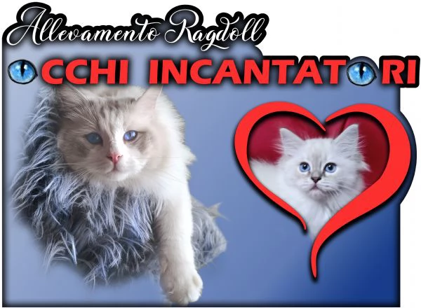 Disponibili cuccioli di Razza Ragdoll con pedigree  | Foto 2