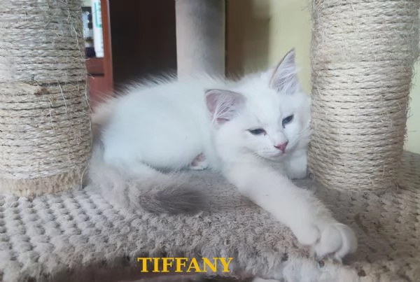 Disponibili cuccioli di Razza Ragdoll con pedigree  | Foto 1