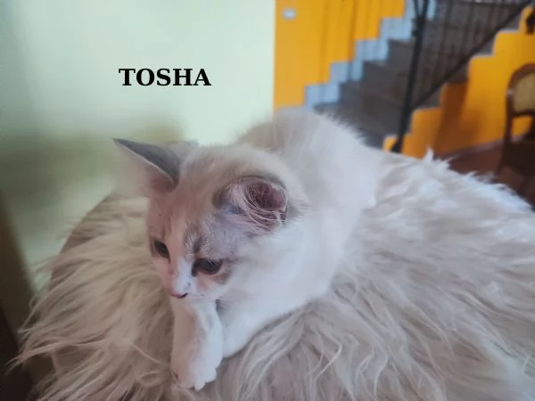 Disponibili cuccioli di Razza Ragdoll con pedigree  | Foto 0