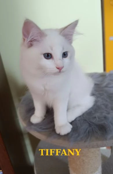 Disponibili cuccioli di Razza Ragdoll | Foto 4