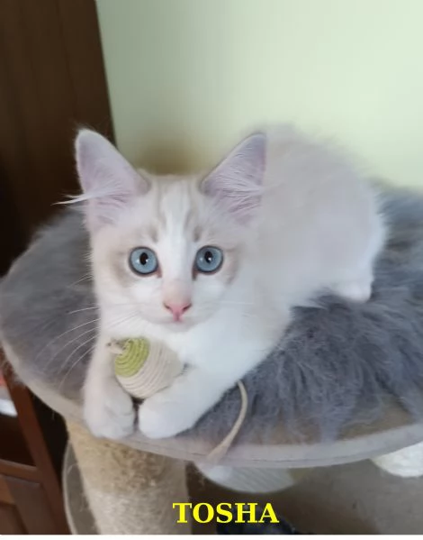 Disponibili cuccioli di Razza Ragdoll | Foto 3