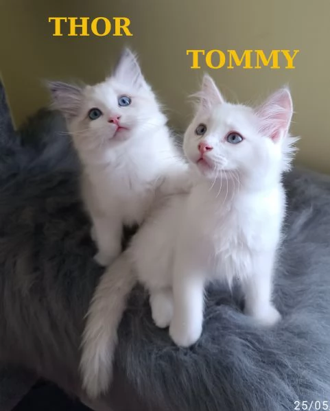 Disponibili cuccioli di Razza Ragdoll