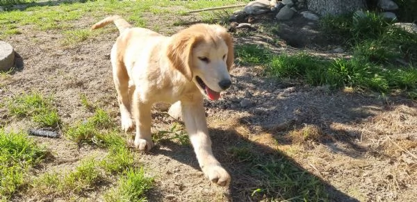 Bellissimi Golden Retriever | Foto 3