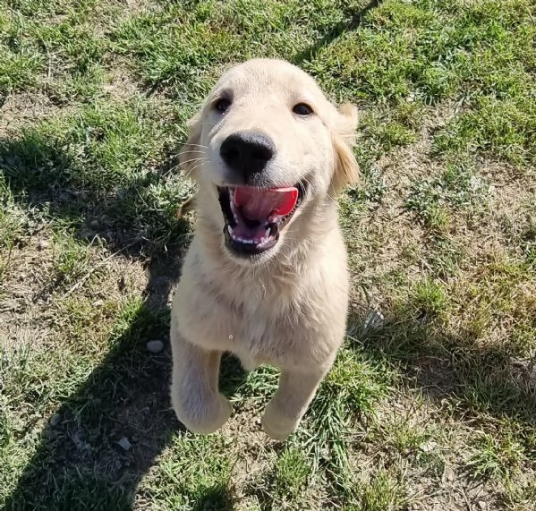 Bellissimi Golden Retriever | Foto 2