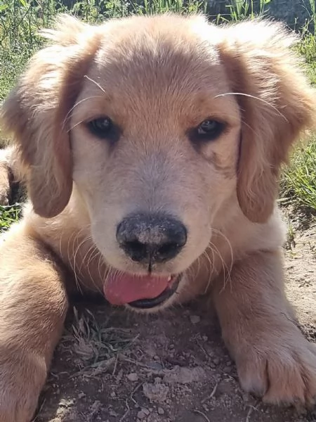 Bellissimi Golden Retriever