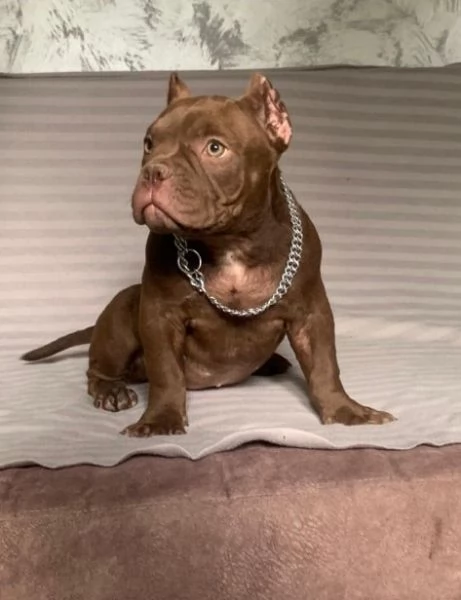 American Bully Micro esotico cuccioli | Foto 6