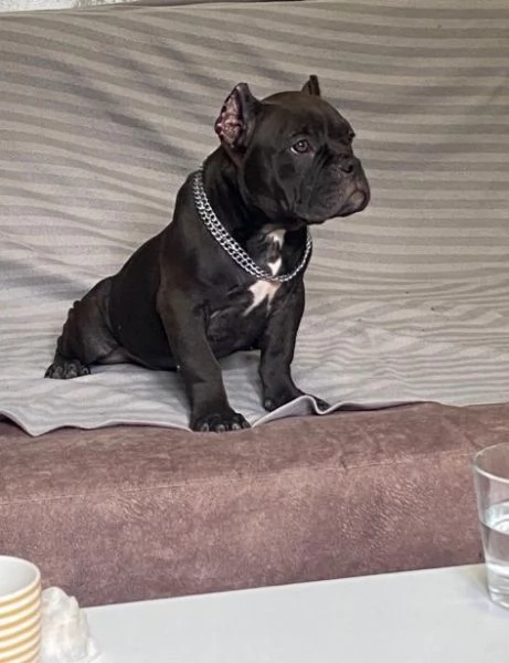 American Bully Micro esotico cuccioli | Foto 5