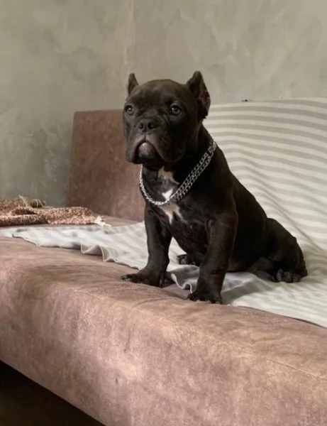 American Bully Micro esotico cuccioli | Foto 4