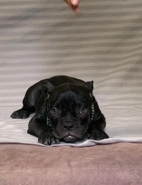 American Bully Micro esotico cuccioli | Foto 3