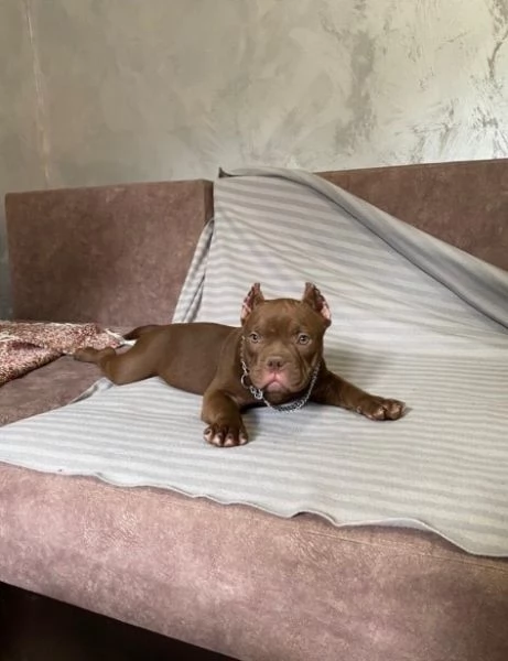 American Bully Micro esotico cuccioli | Foto 2
