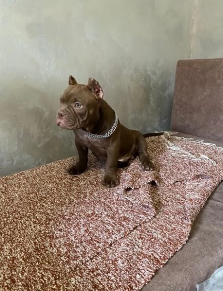 American Bully Micro esotico cuccioli | Foto 1