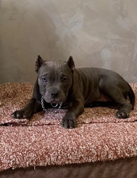 American Bully Micro esotico cuccioli | Foto 0