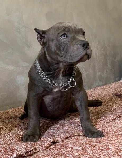 American Bully Micro esotico cuccioli
