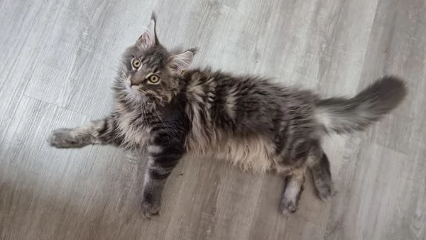 Maine coon con pedigree  | Foto 5