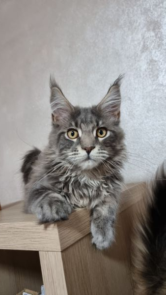 Sottobicchiere Quadrato In Legno MDF Con Gatto Maine Coon – Simpatico Regalo Per Amanti Animali – 9x9 Cm