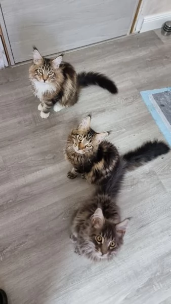 Maine coon con pedigree  | Foto 1