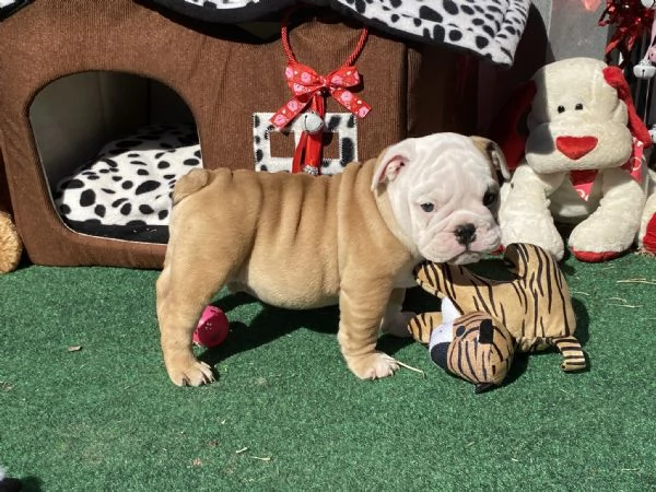 Regalo cuccioli bulldog inglese per ladozione