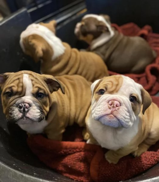 Vendita cuccioli di bulldog inglese