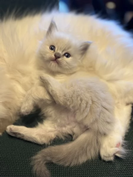 Ragdoll