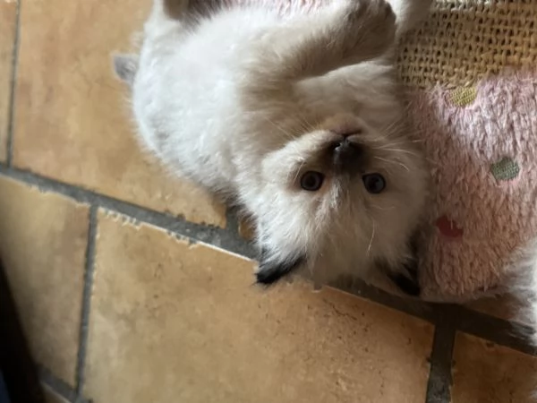 Ragdoll | Foto 5