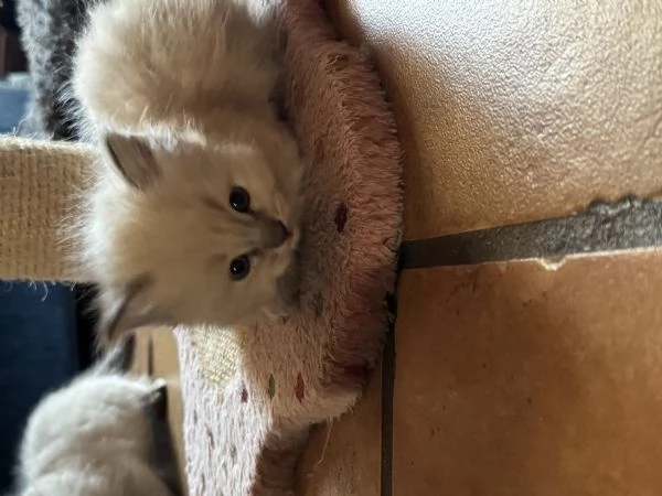 Ragdoll | Foto 4