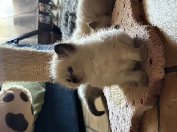 Ragdoll | Foto 1