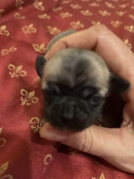 Cuccioli chihuahua  | Foto 4