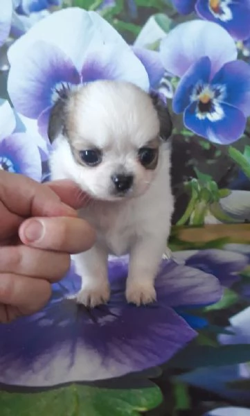 Cuccioli chihuahua  | Foto 3