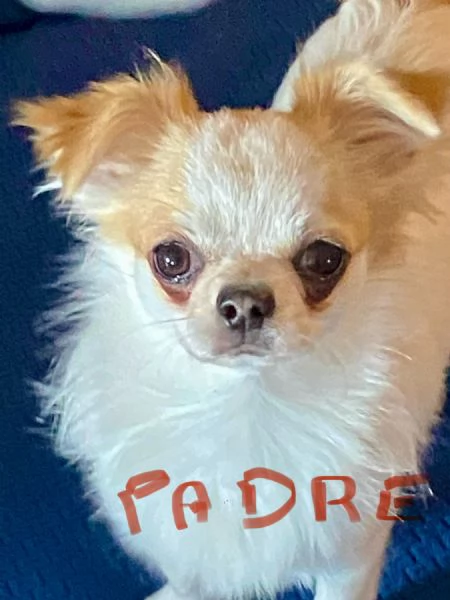 Cuccioli chihuahua  | Foto 2