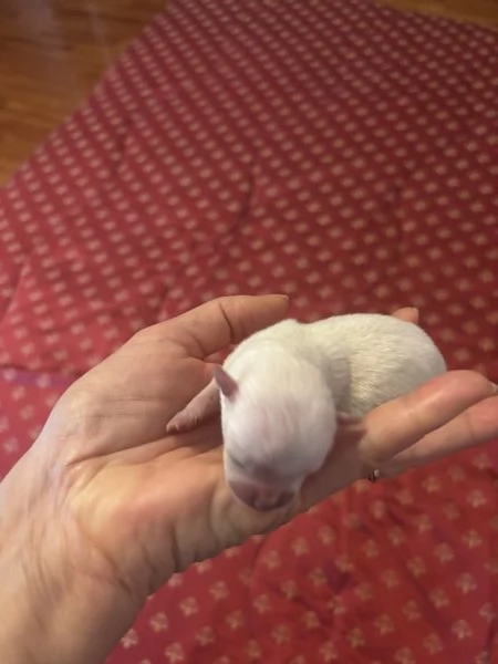 Cuccioli chihuahua  | Foto 1