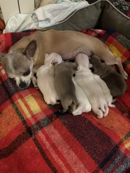 Cuccioli chihuahua  | Foto 0