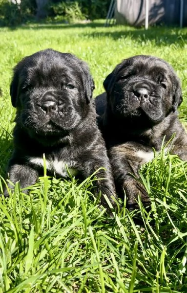 Cuccioli di Cane Corso XXL pedigree  disponibili