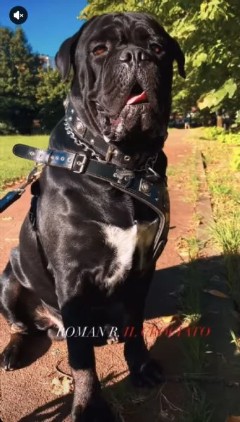 Cuccioli di Cane Corso XXL pedigree  disponibili | Foto 5