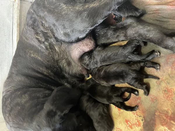 Cuccioli di Cane Corso XXL pedigree  disponibili | Foto 4