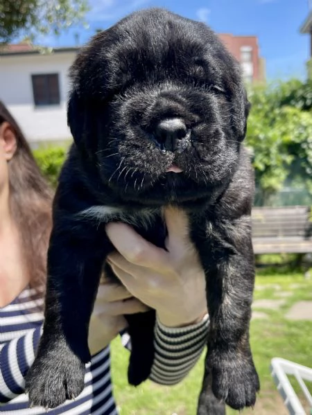 Cuccioli di Cane Corso XXL pedigree  disponibili | Foto 3