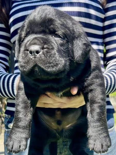 Cuccioli di Cane Corso XXL pedigree  disponibili | Foto 1