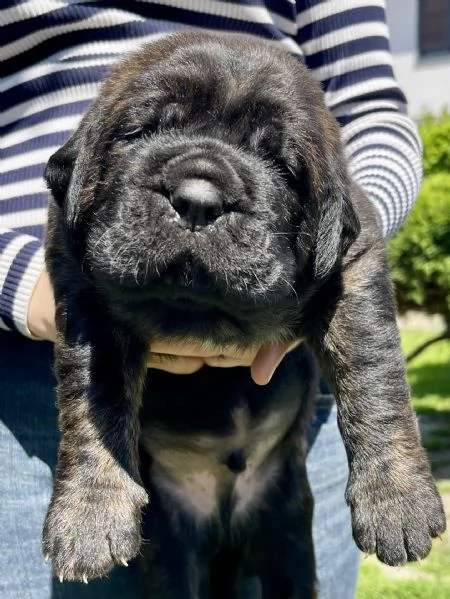 Cuccioli di Cane Corso XXL pedigree  disponibili | Foto 0