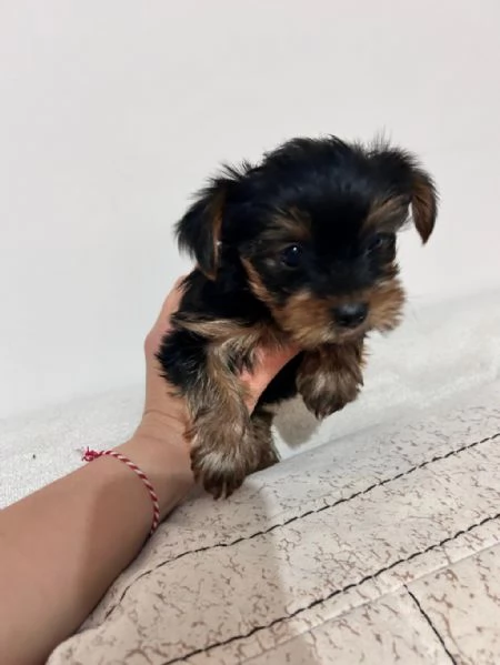 Regala dei cuccioli di Yorkshire